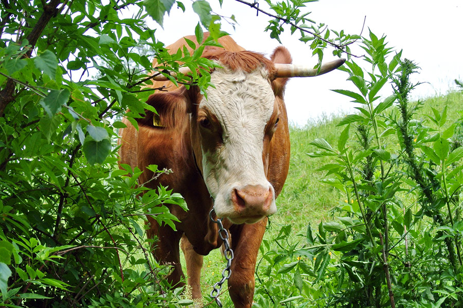 Dekoratives Bild Dekoratives Bild